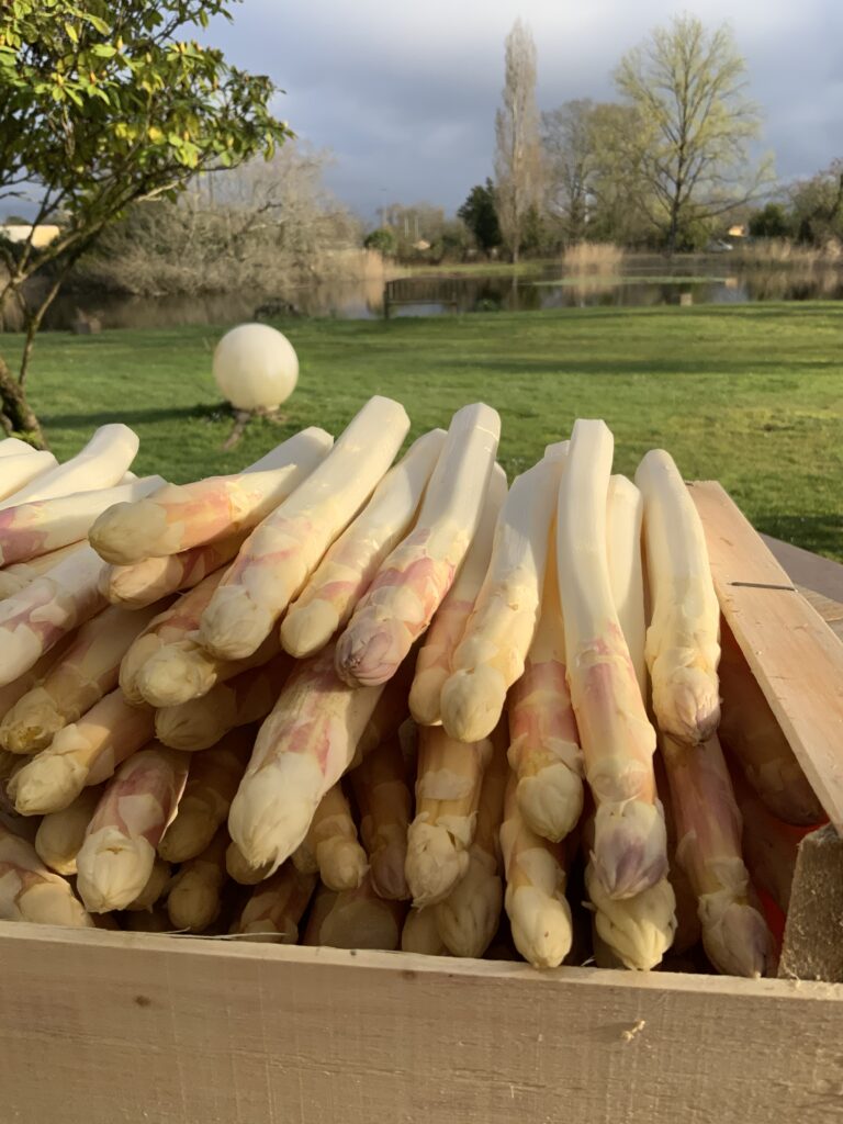 asperges des Landes